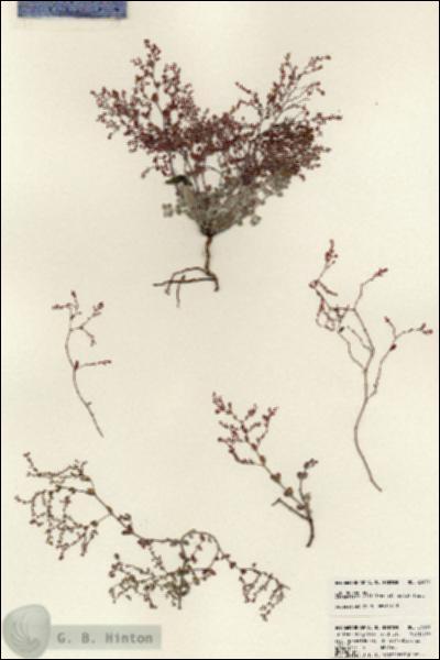 URN_catalog_HBHinton_herbarium_23839.jpg.jpg