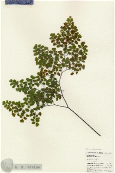 URN_catalog_HBHinton_herbarium_24893.jpg.jpg