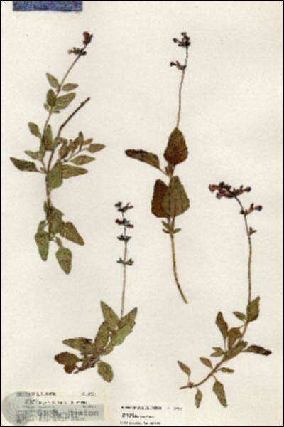 URN_catalog_HBHinton_herbarium_20737.jpg.jpg