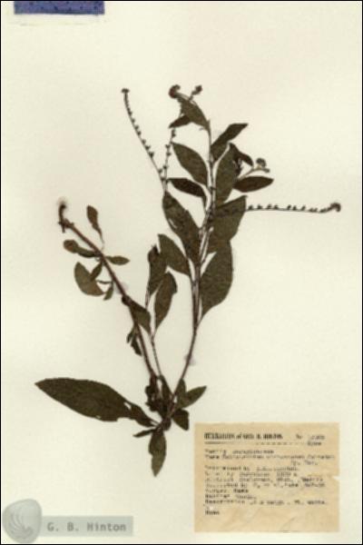 URN_catalog_HBHinton_herbarium_15069.jpg.jpg