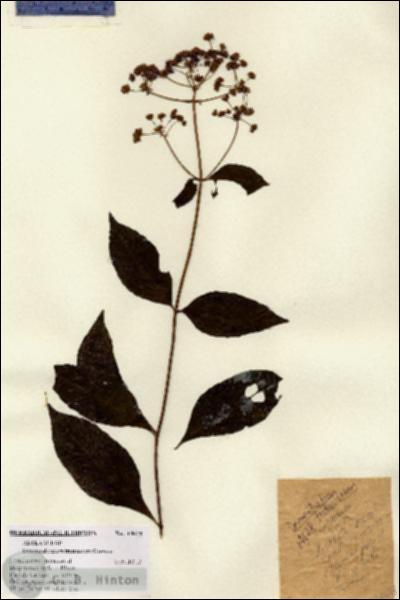 URN_catalog_HBHinton_herbarium_14628.jpg.jpg