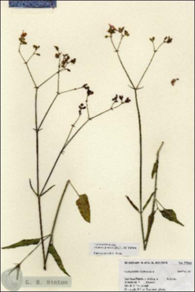 URN_catalog_HBHinton_herbarium_27046.jpg.jpg