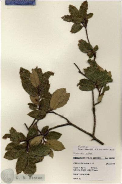 URN_catalog_HBHinton_herbarium_28050.jpg.jpg