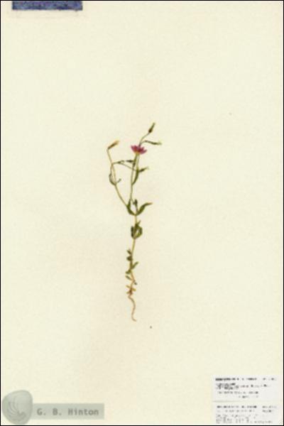 URN_catalog_HBHinton_herbarium_27072.jpg.jpg