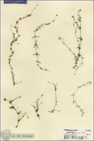 URN_catalog_HBHinton_herbarium_21871.jpg.jpg