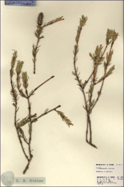 URN_catalog_HBHinton_herbarium_23321.jpg.jpg