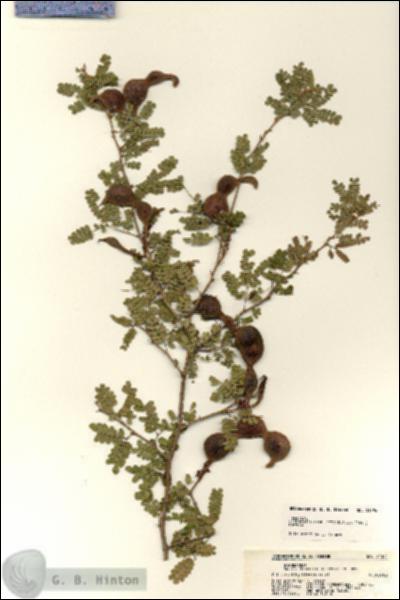 URN_catalog_HBHinton_herbarium_21394.jpg.jpg