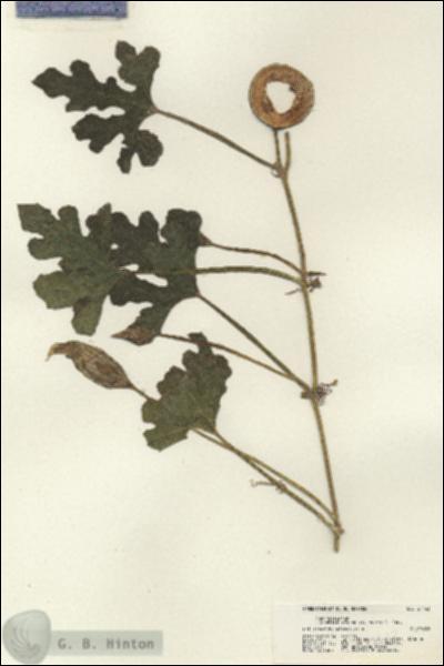 URN_catalog_HBHinton_herbarium_21443.jpg.jpg
