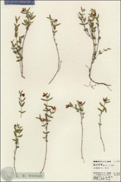 URN_catalog_HBHinton_herbarium_23622.jpg.jpg