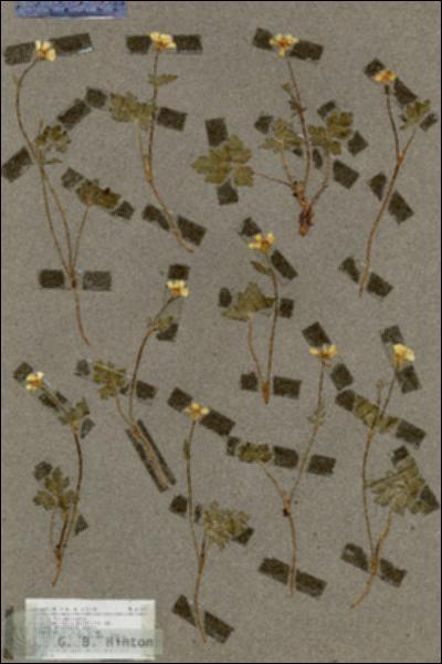 URN_catalog_HBHinton_herbarium_17372.jpg.jpg