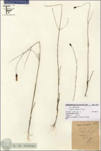 URN_catalog_HBHinton_herbarium_1933.jpg.jpg