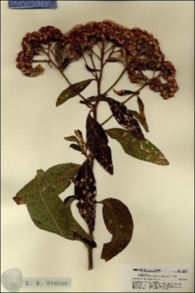 URN_catalog_HBHinton_herbarium_21865.jpg.jpg