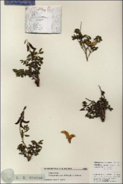 URN_catalog_HBHinton_herbarium_25892.jpg.jpg