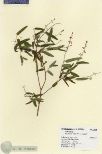 URN_catalog_HBHinton_herbarium_17960.jpg.jpg