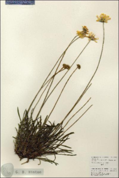 URN_catalog_HBHinton_herbarium_25925.jpg.jpg