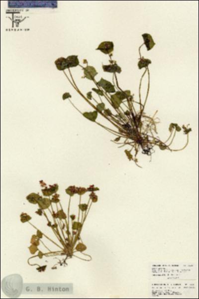 URN_catalog_HBHinton_herbarium_26113.jpg.jpg