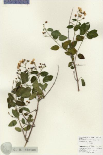 URN_catalog_HBHinton_herbarium_25954.jpg.jpg