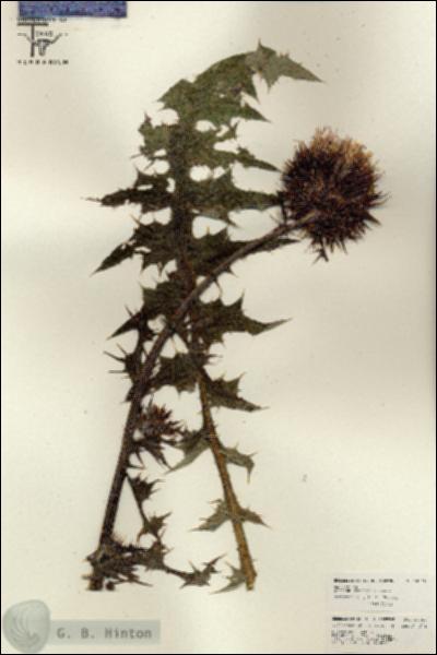 URN_catalog_HBHinton_herbarium_26109.jpg.jpg
