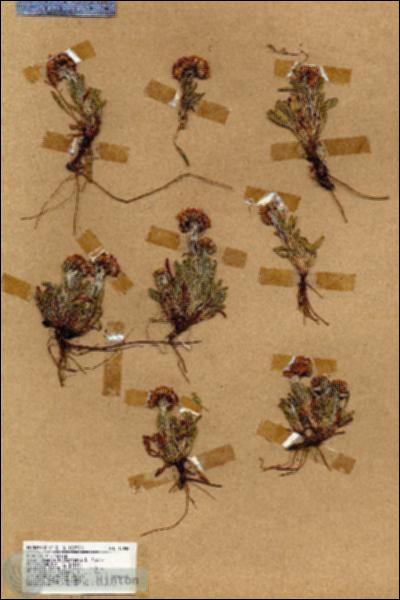 URN_catalog_HBHinton_herbarium_17048.jpg.jpg