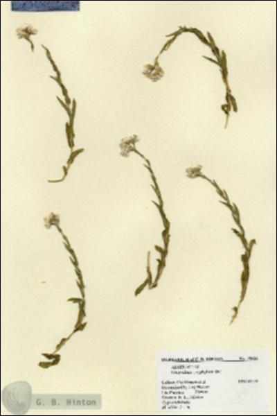 URN_catalog_HBHinton_herbarium_19828.jpg.jpg
