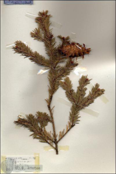 URN_catalog_HBHinton_herbarium_18361.jpg.jpg