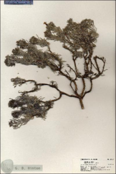 URN_catalog_HBHinton_herbarium_20950.jpg.jpg