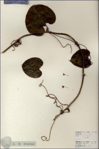 URN_catalog_HBHinton_herbarium_25938.jpg.jpg