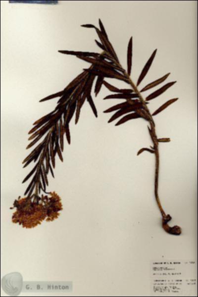 URN_catalog_HBHinton_herbarium_24318.jpg.jpg