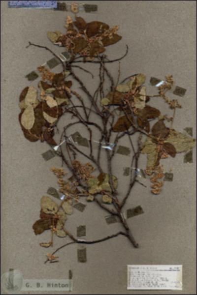 URN_catalog_HBHinton_herbarium_17053.jpg.jpg