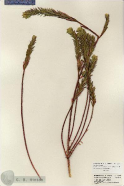 URN_catalog_HBHinton_herbarium_24163.jpg.jpg