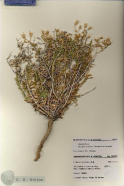 URN_catalog_HBHinton_herbarium_28353.jpg.jpg