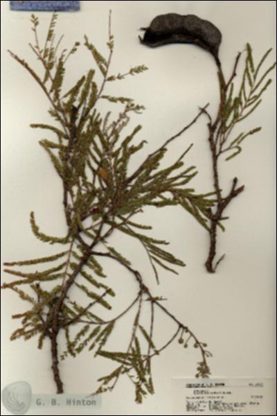 URN_catalog_HBHinton_herbarium_21731.jpg.jpg
