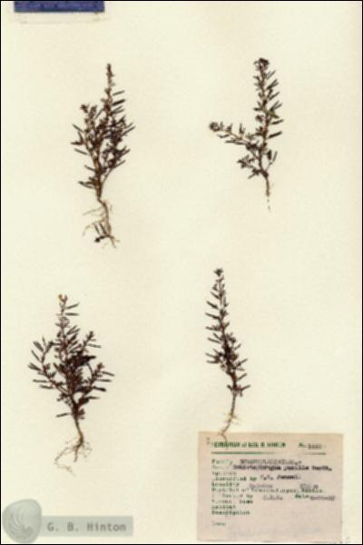 URN_catalog_HBHinton_herbarium_1448.jpg.jpg