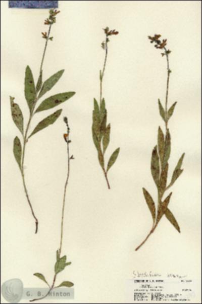 URN_catalog_HBHinton_herbarium_22273.jpg.jpg