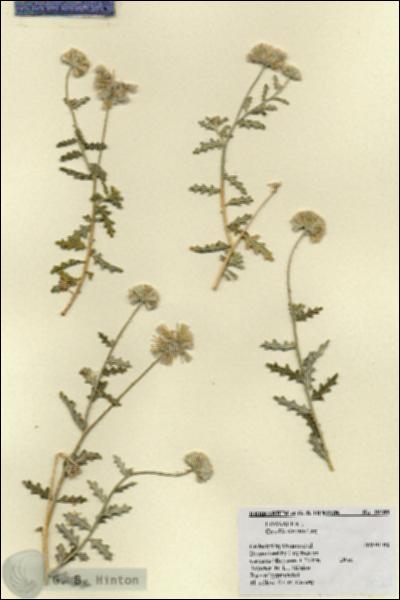 URN_catalog_HBHinton_herbarium_19289.jpg.jpg