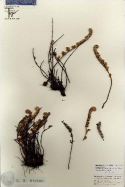 URN_catalog_HBHinton_herbarium_25762.jpg.jpg