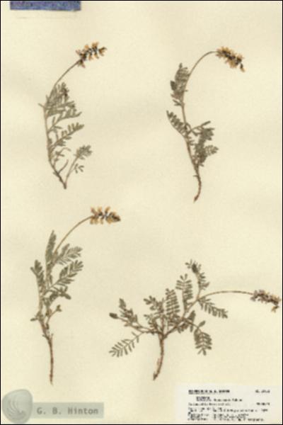URN_catalog_HBHinton_herbarium_21902.jpg.jpg