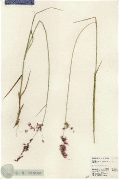 URN_catalog_HBHinton_herbarium_24435.jpg.jpg