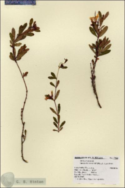 URN_catalog_HBHinton_herbarium_17948.jpg.jpg