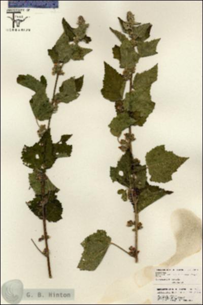 URN_catalog_HBHinton_herbarium_26204.jpg.jpg