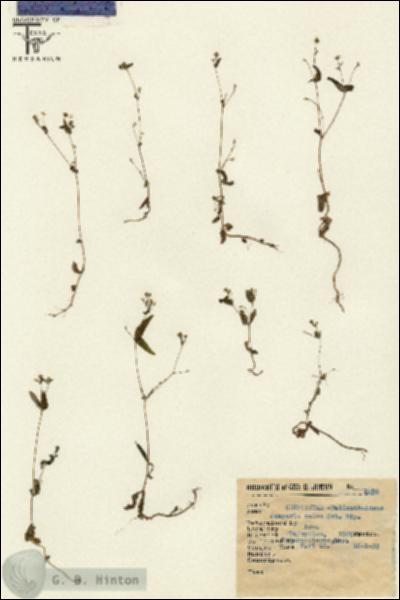 URN_catalog_HBHinton_herbarium_5289.jpg.jpg