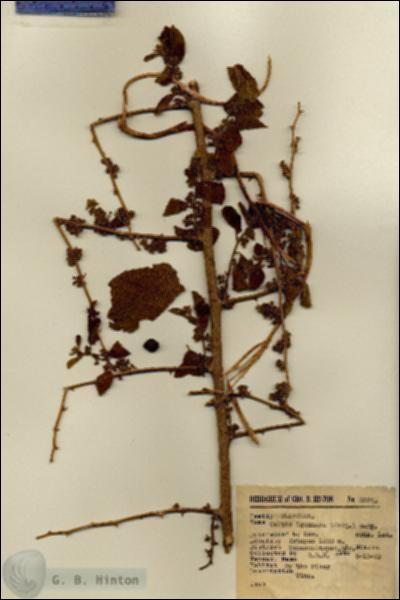 URN_catalog_HBHinton_herbarium_3924.jpg.jpg