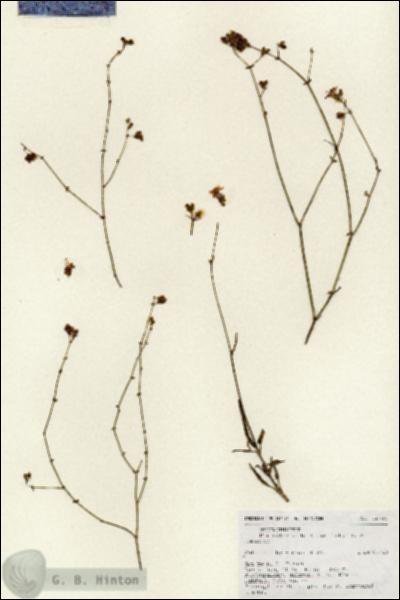 URN_catalog_HBHinton_herbarium_18749.jpg.jpg