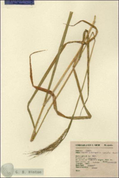 URN_catalog_HBHinton_herbarium_5043.jpg.jpg