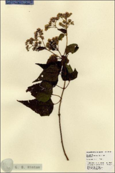 URN_catalog_HBHinton_herbarium_23470.jpg.jpg