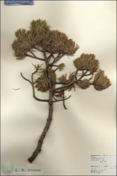 URN_catalog_HBHinton_herbarium_27008.jpg.jpg