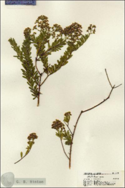 URN_catalog_HBHinton_herbarium_18399.jpg.jpg