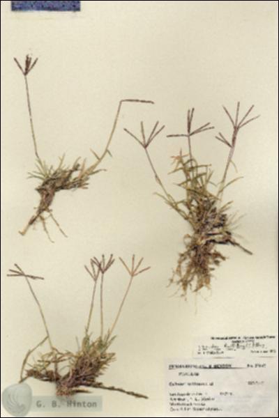URN_catalog_HBHinton_herbarium_27047.jpg.jpg