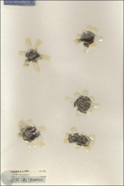 URN_catalog_HBHinton_herbarium_19756.jpg.jpg