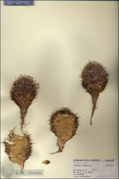 URN_catalog_HBHinton_herbarium_27330.jpg.jpg